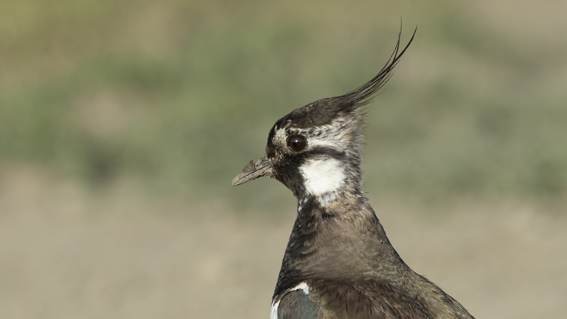 Northern Lapwing